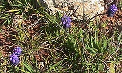 Grape hyacinth.JPG (32093 bytes)