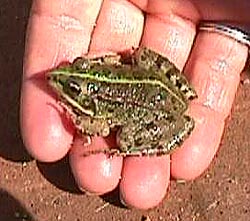 Frog in-hand.JPG (25746 bytes)