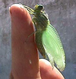 dragonfly on finger.JPG (17056 bytes)