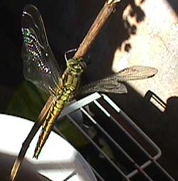 dragonfly ready to go.JPG (21135 bytes)