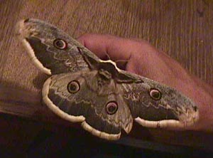 emperor moth.JPG (19431 bytes)