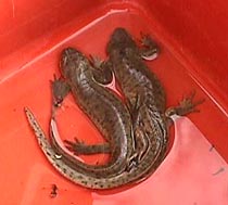 salamanders.JPG (14928 bytes)