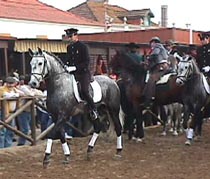 National Stud horses.JPG (19884 bytes)